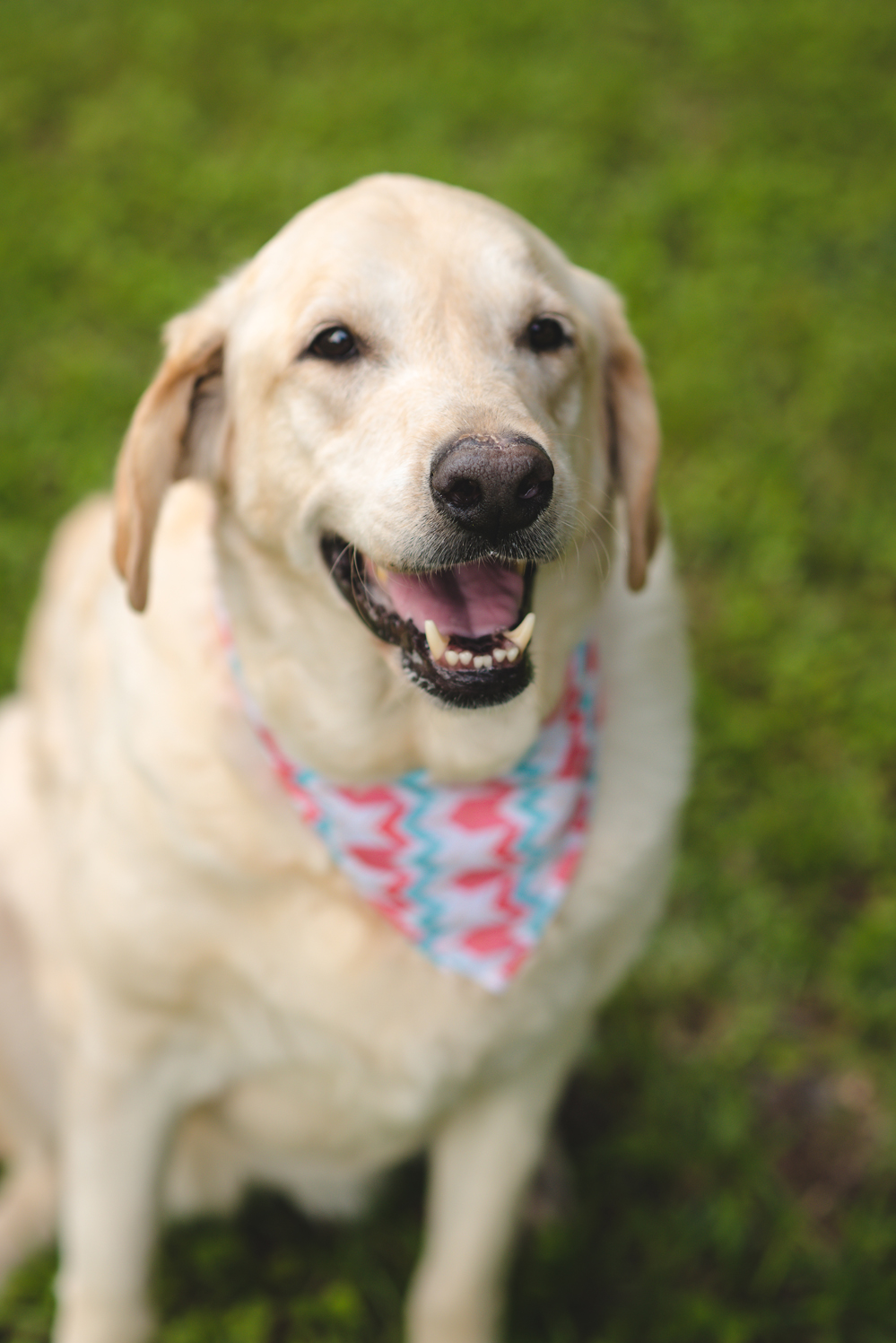 end of life session for dog